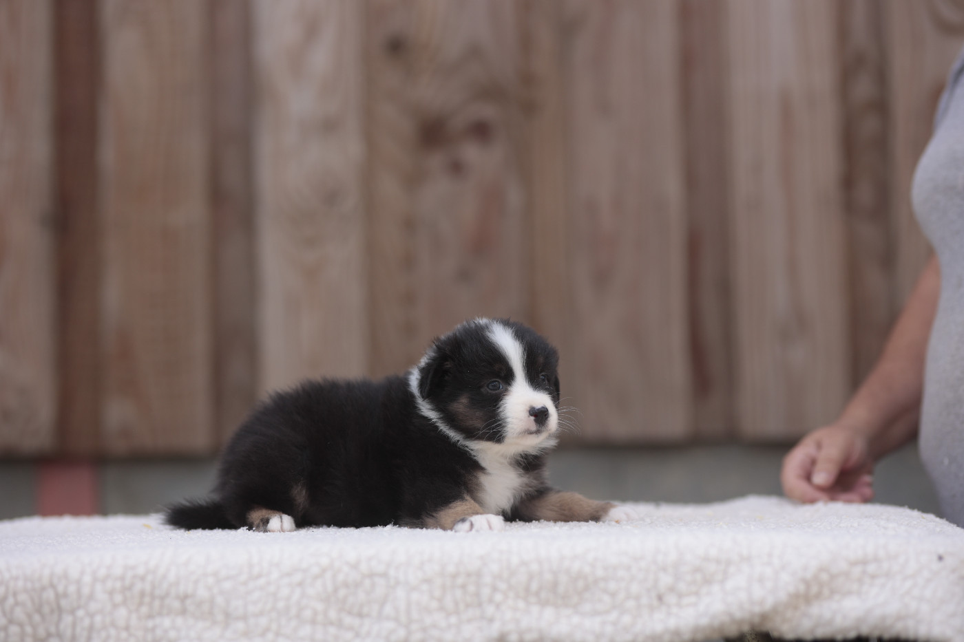 CHIOT 5