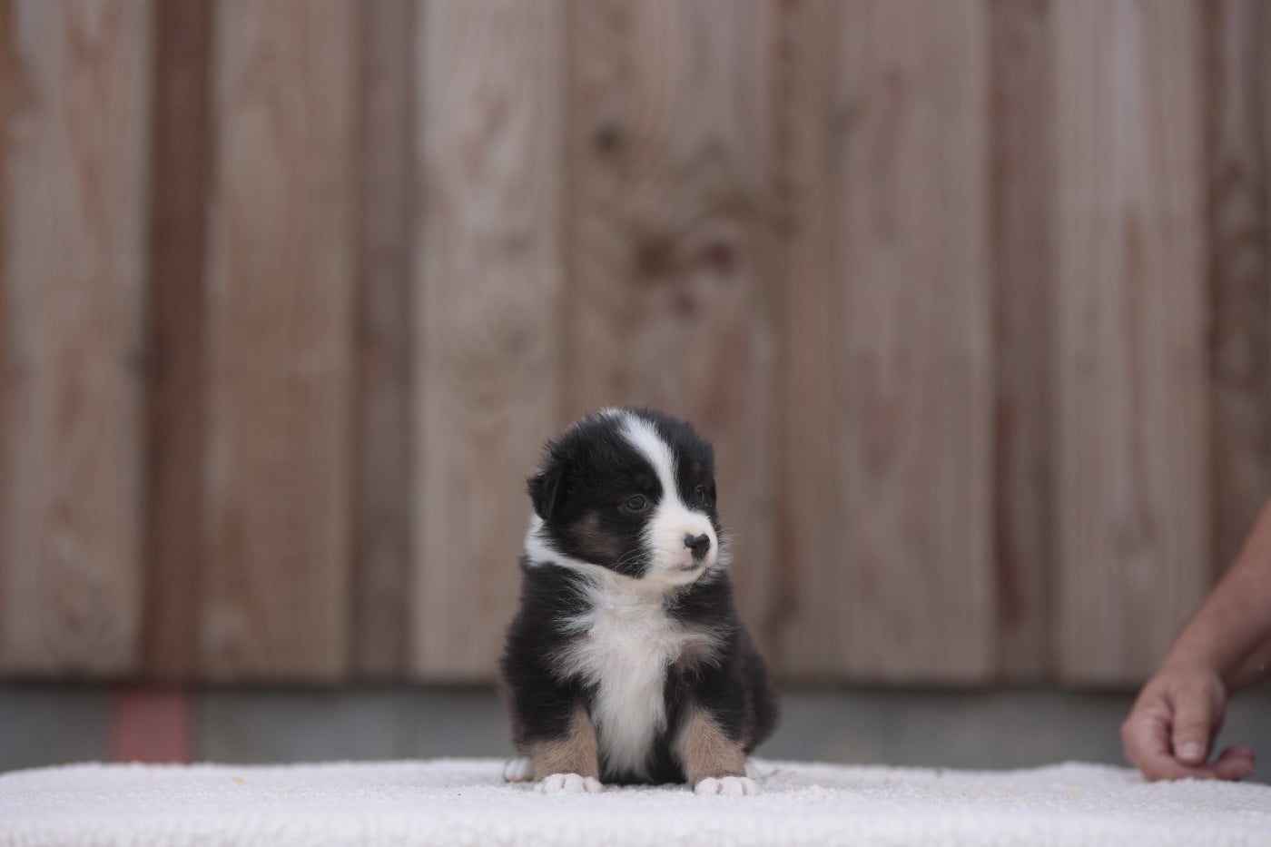 CHIOT 5