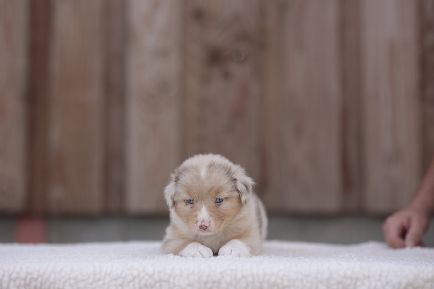 CHIOT 6