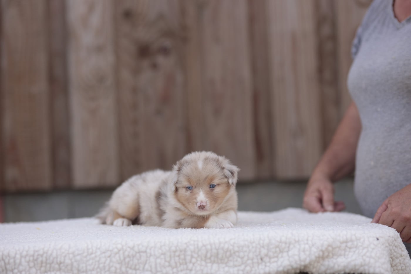 CHIOT 6