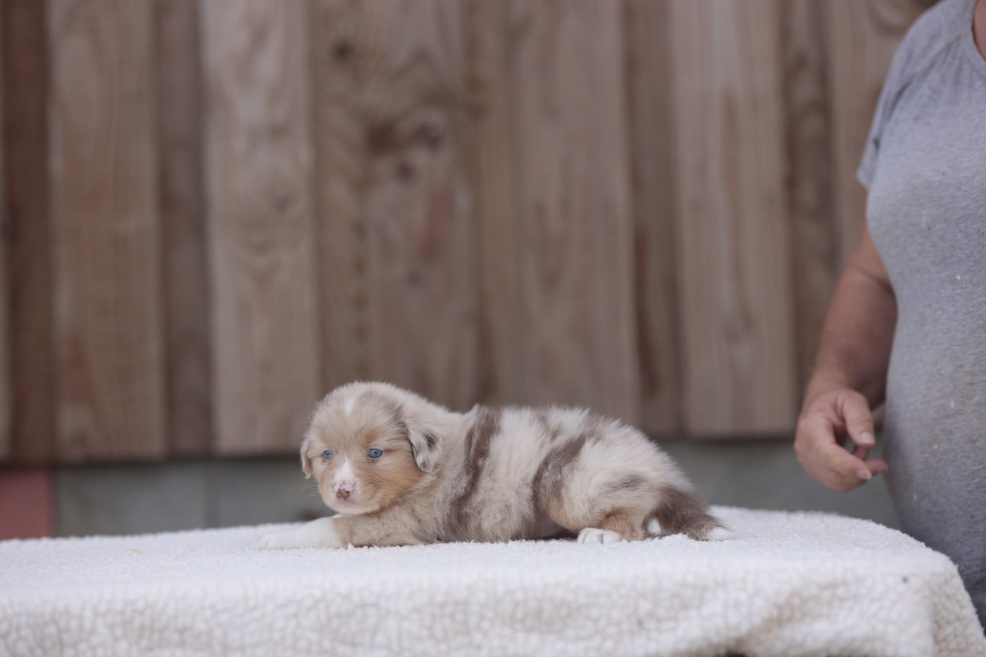 CHIOT 6