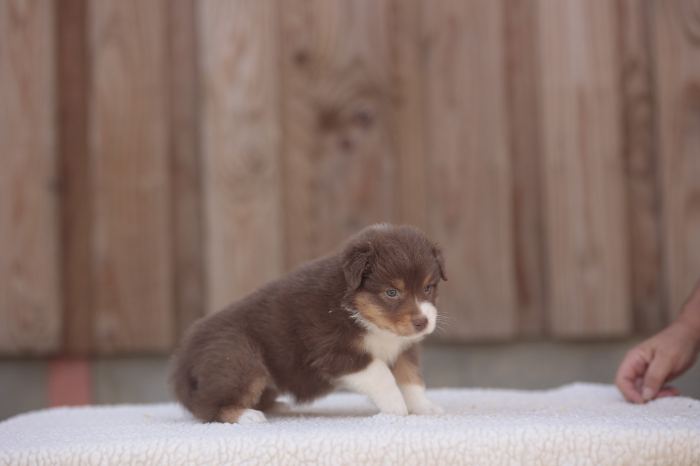 CHIOT 7