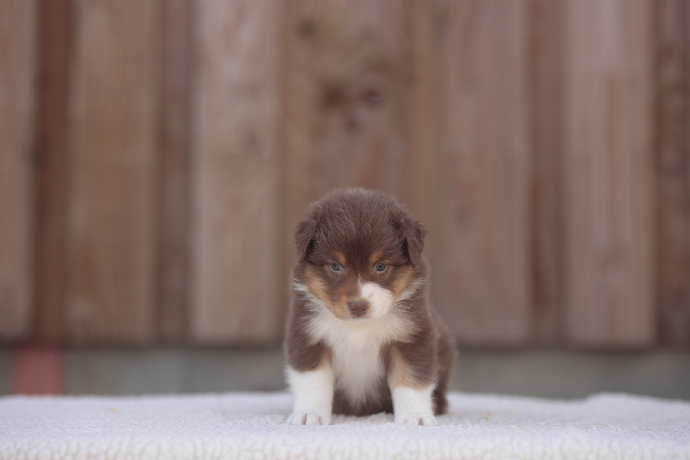 CHIOT 7