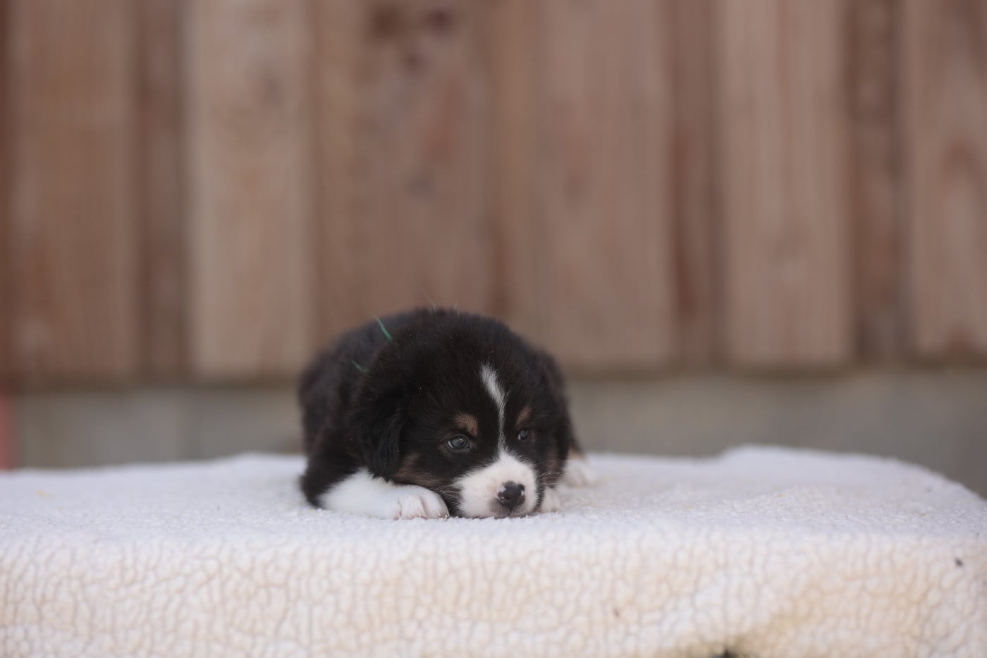 CHIOT 8
