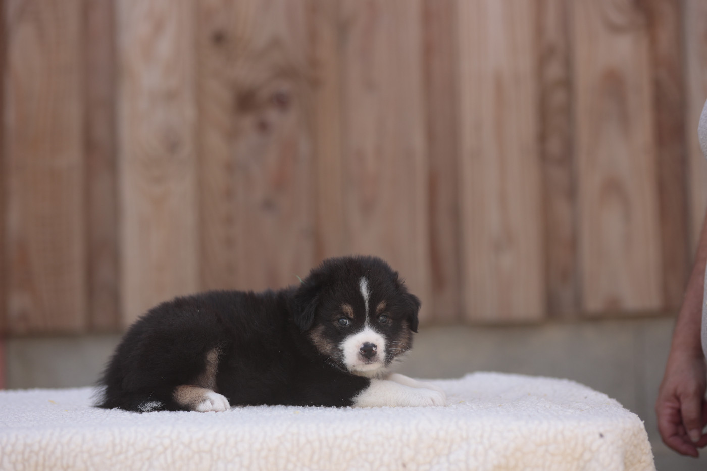 CHIOT 8