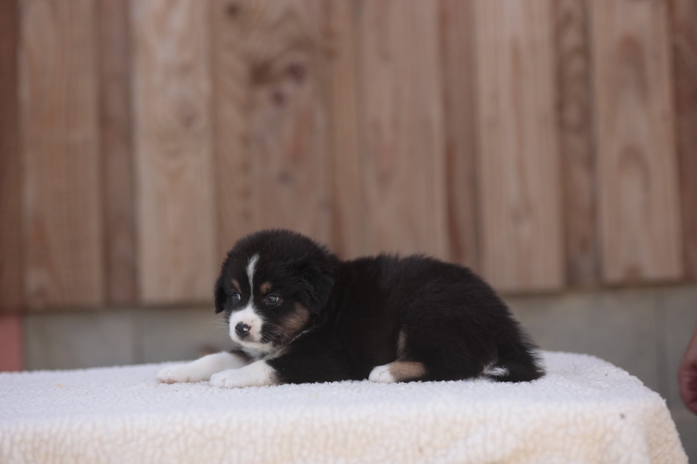 CHIOT 8