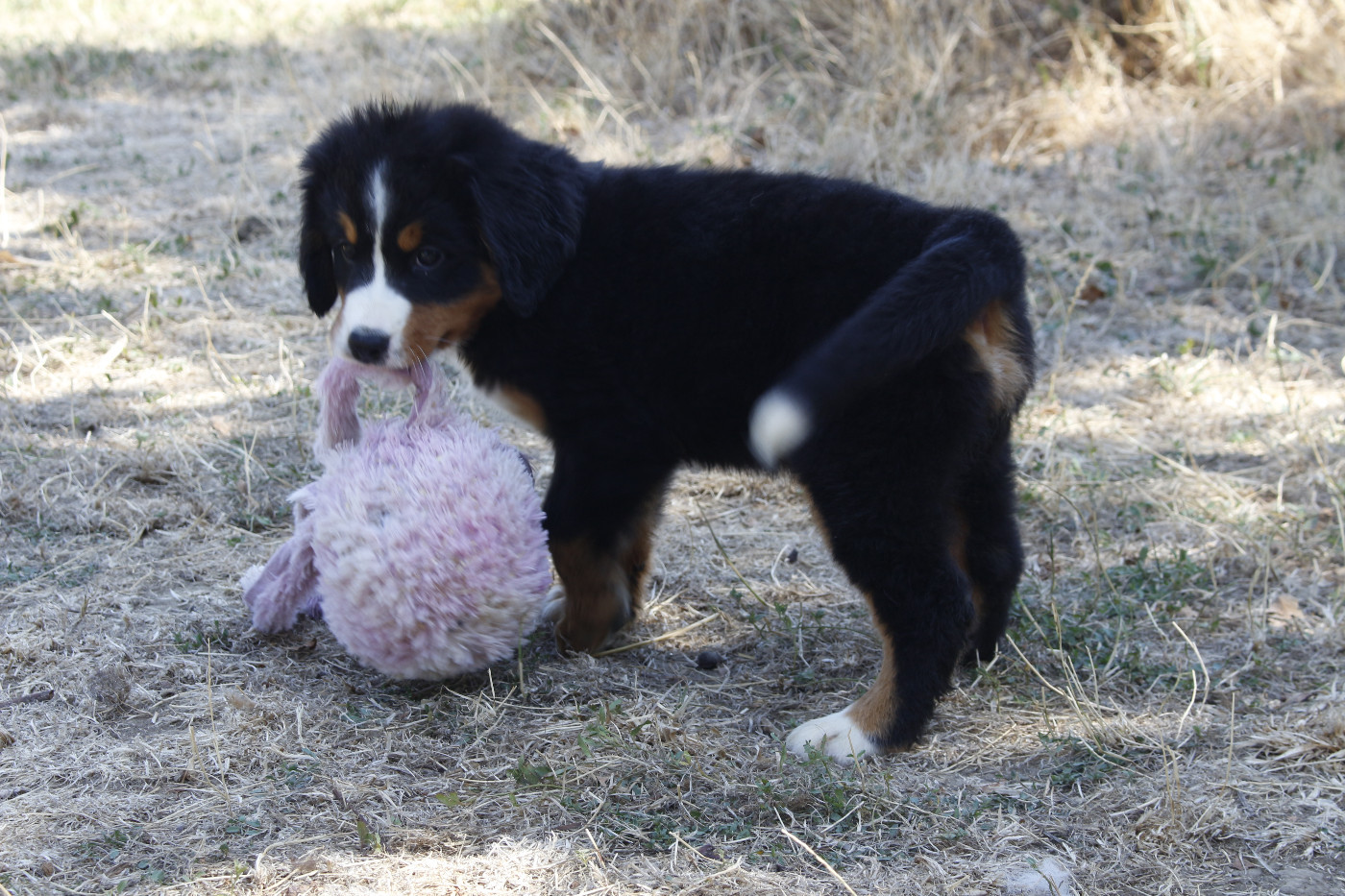 CHIOT 1
