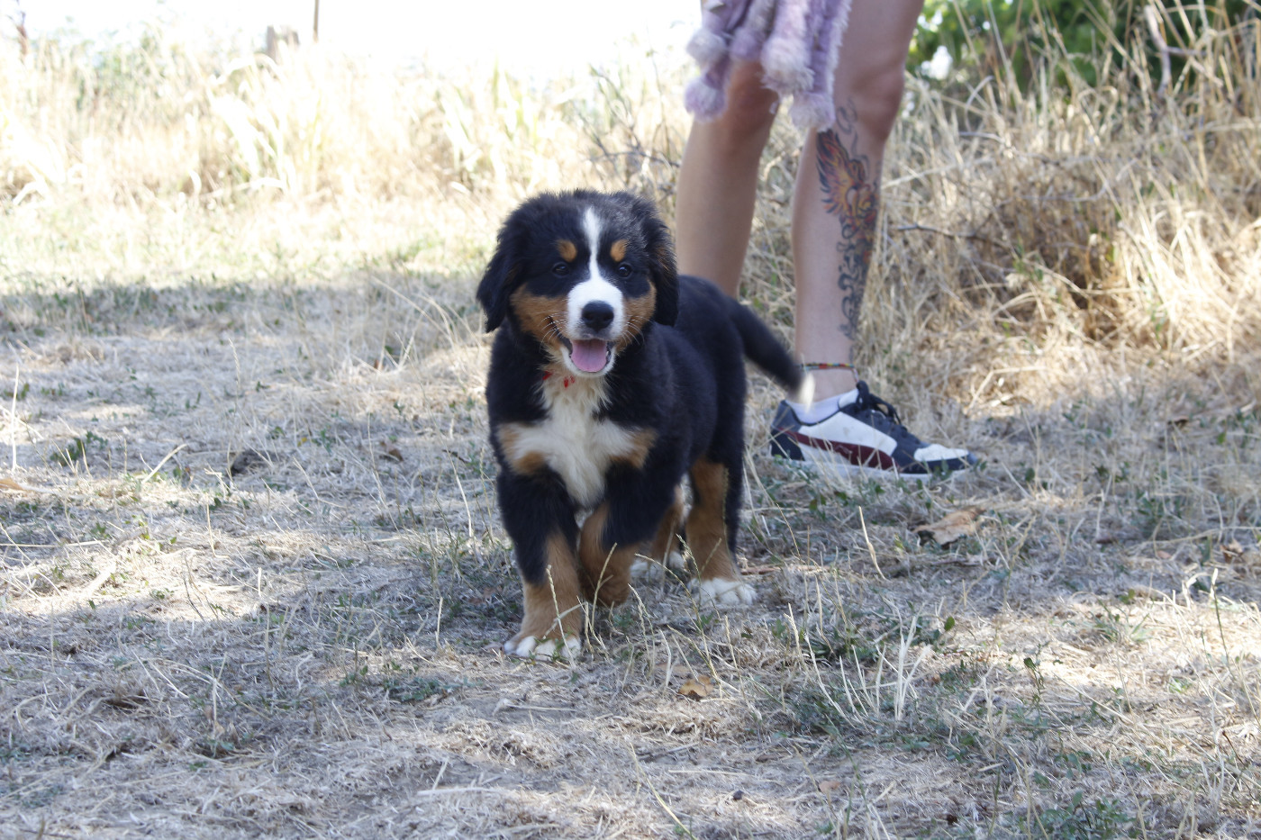 CHIOT 1