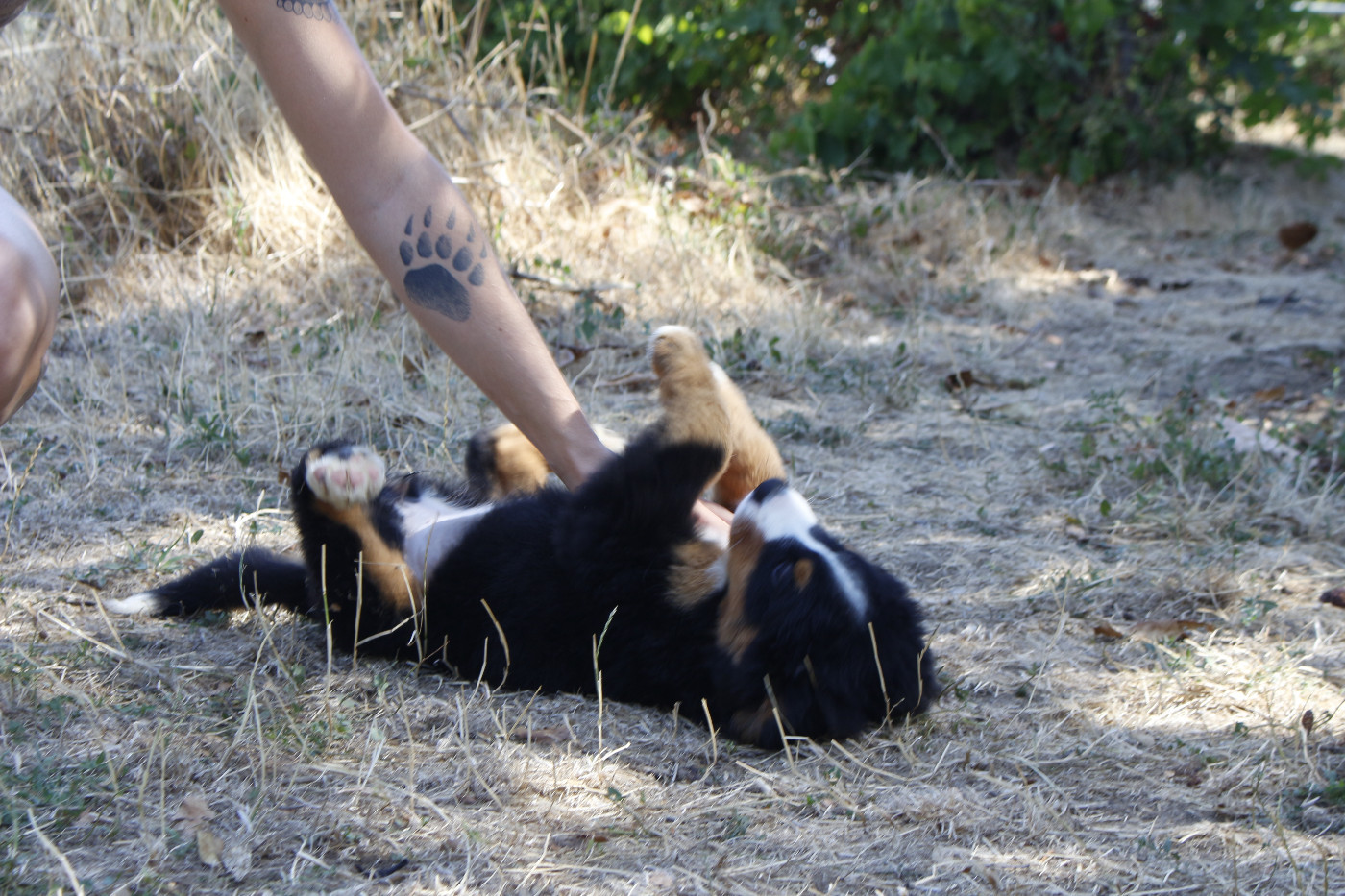 CHIOT 1