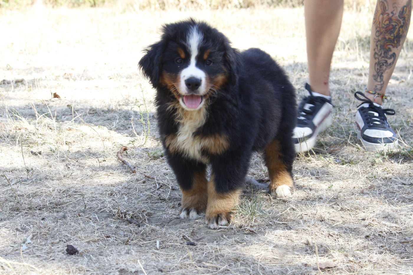 CHIOT 2