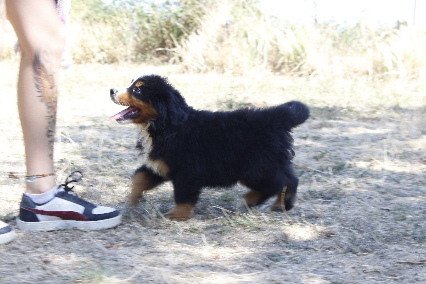 CHIOT 2