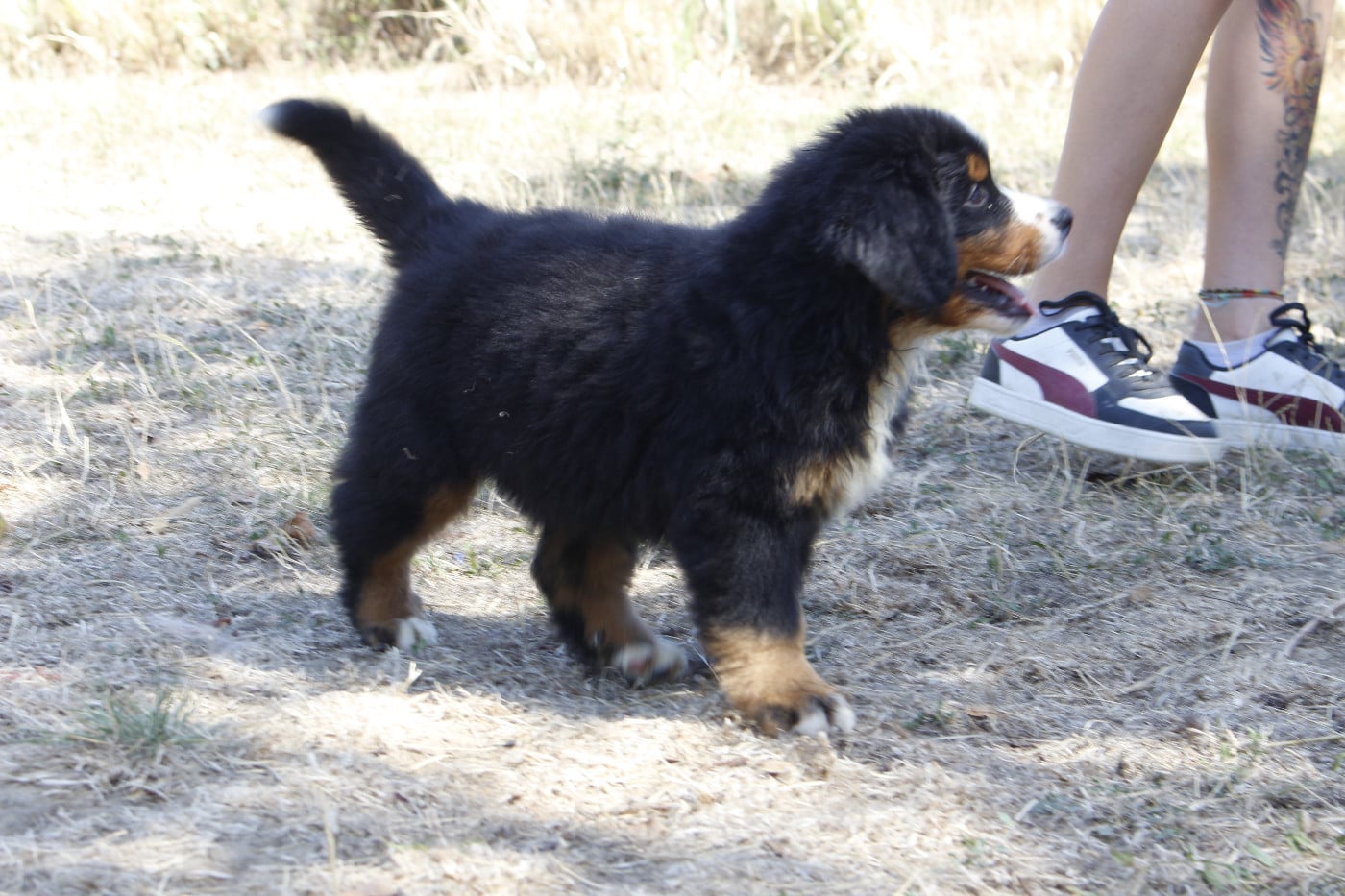 CHIOT 2