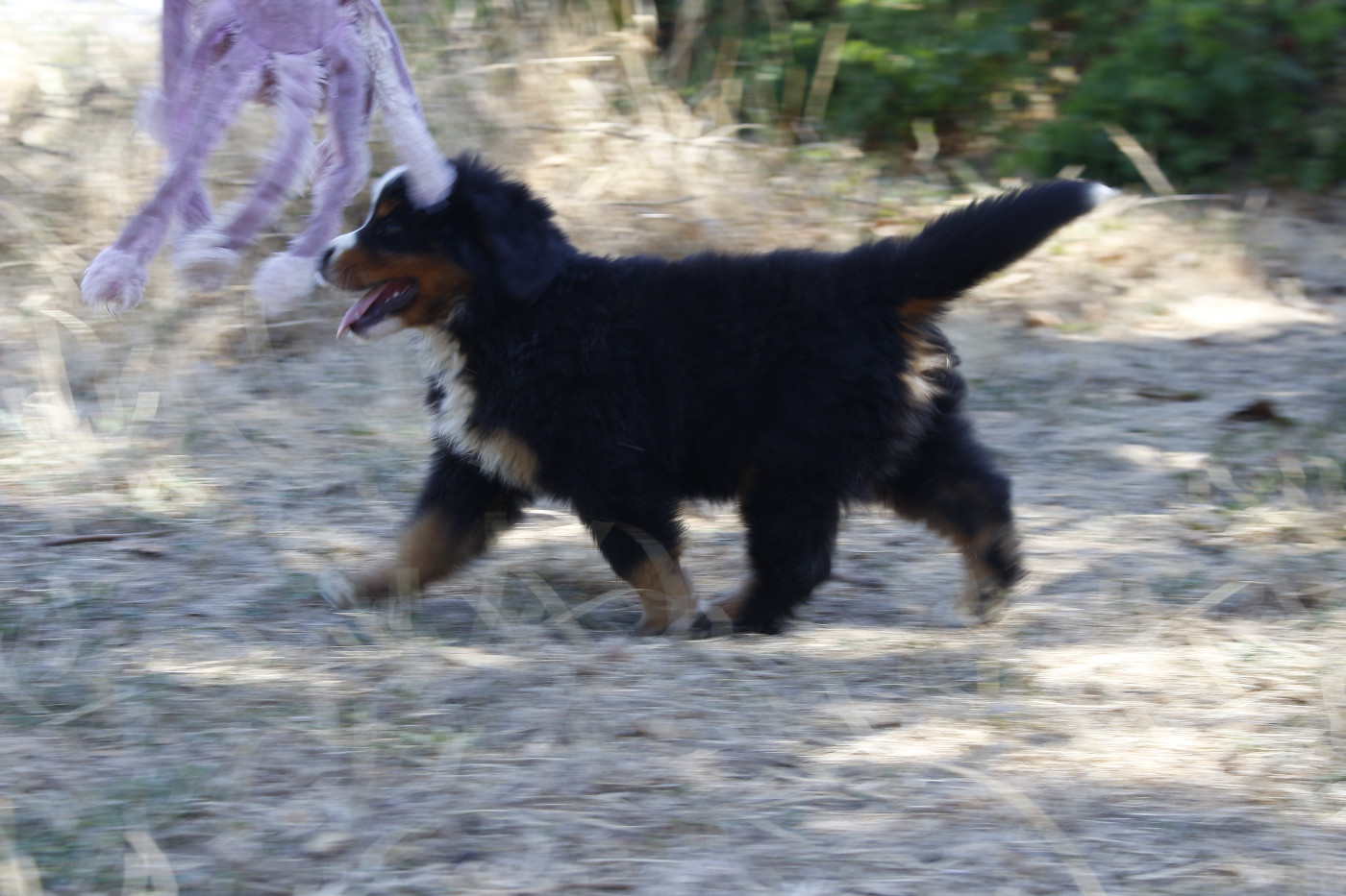CHIOT 2