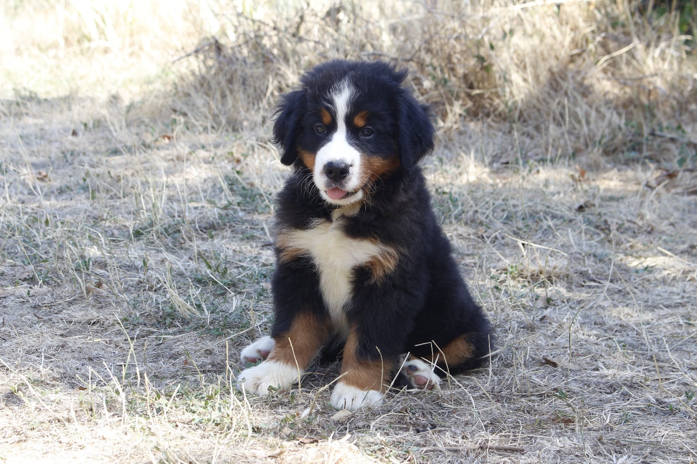 CHIOT 3