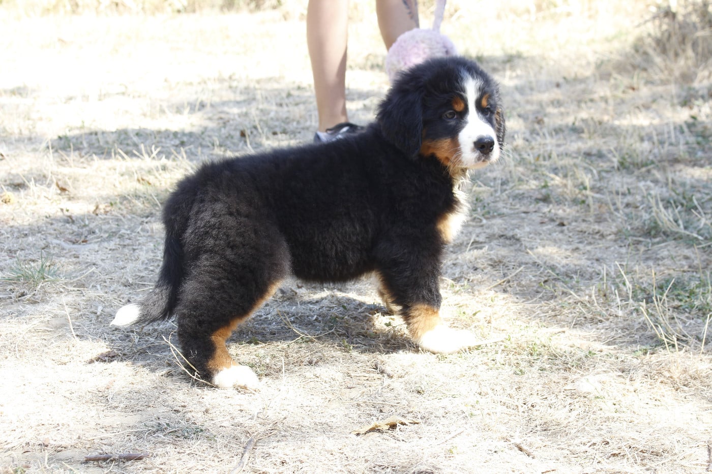 CHIOT 3
