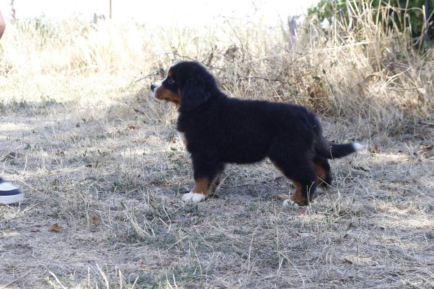 CHIOT 3