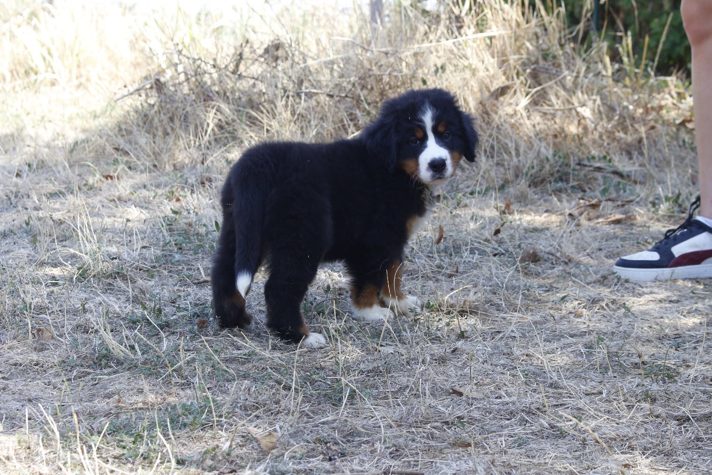 CHIOT 3