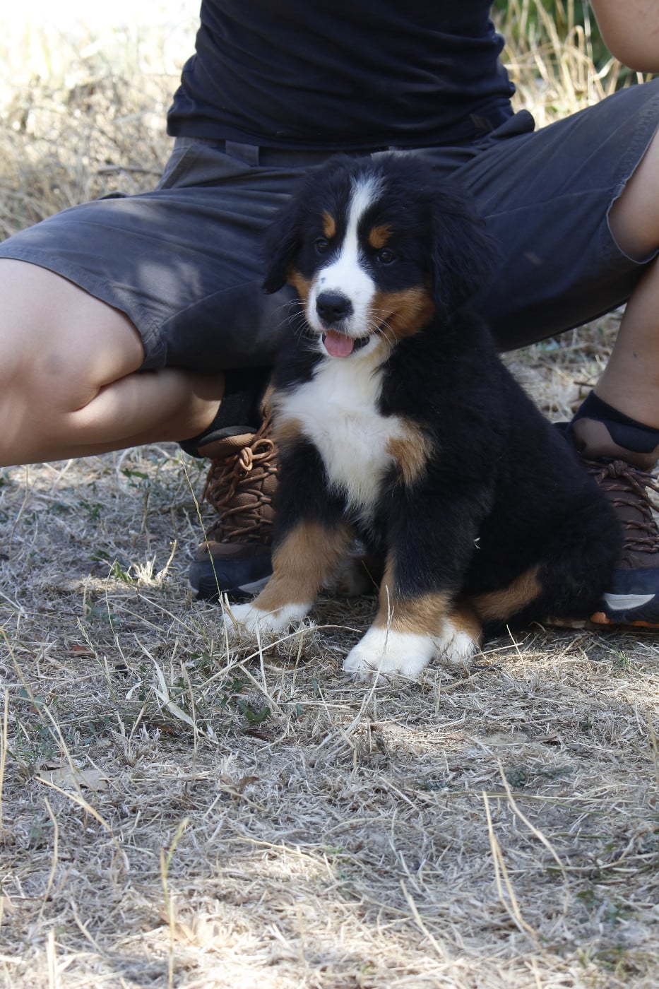 CHIOT 4