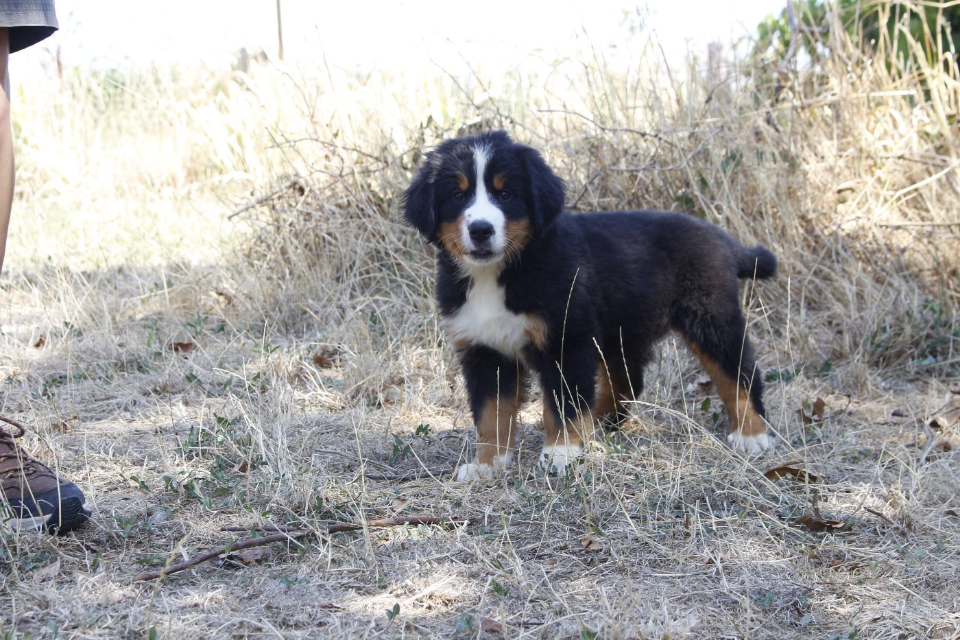CHIOT 4