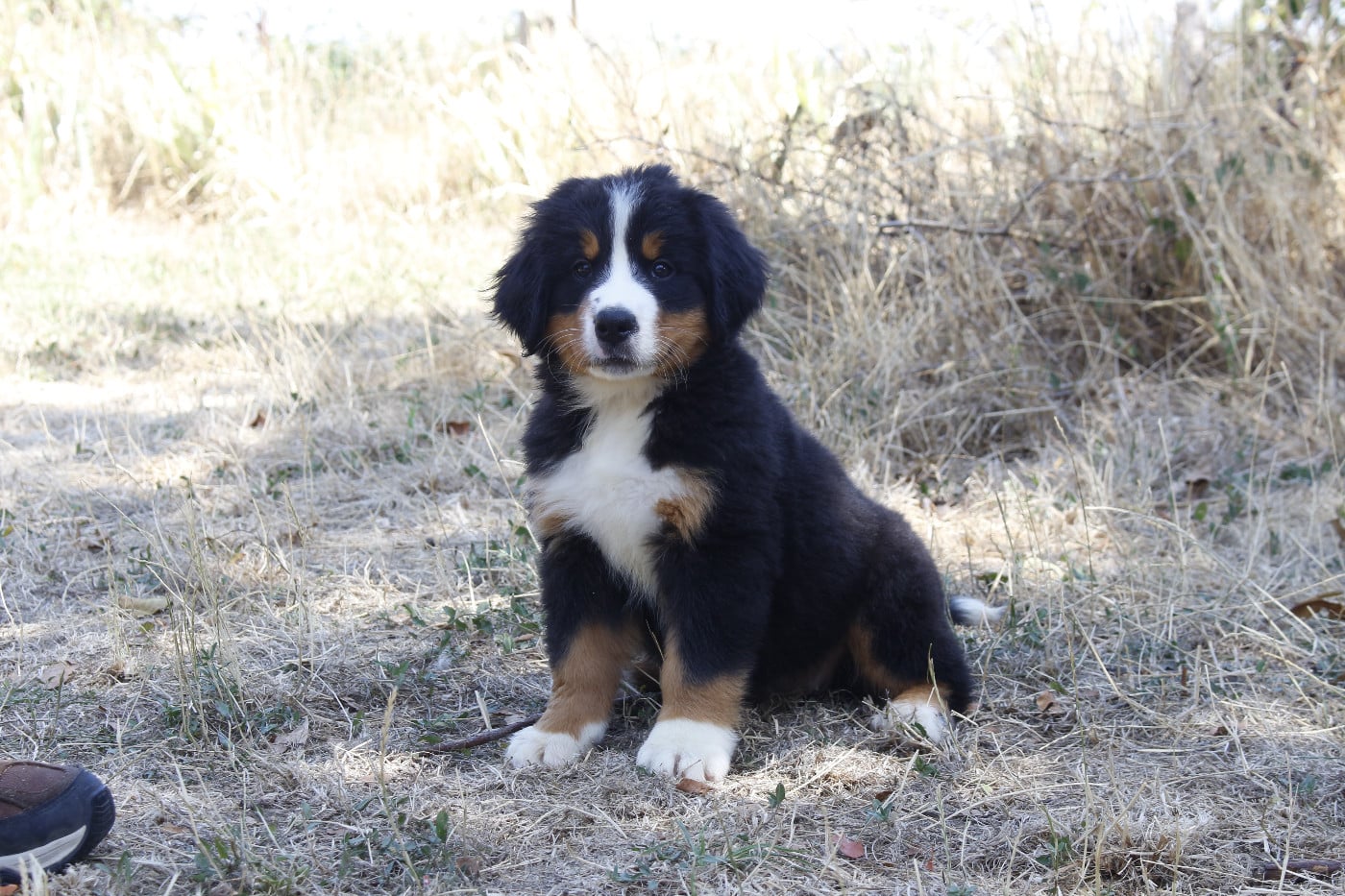 CHIOT 4