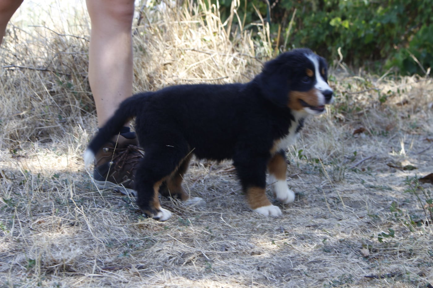 CHIOT 4