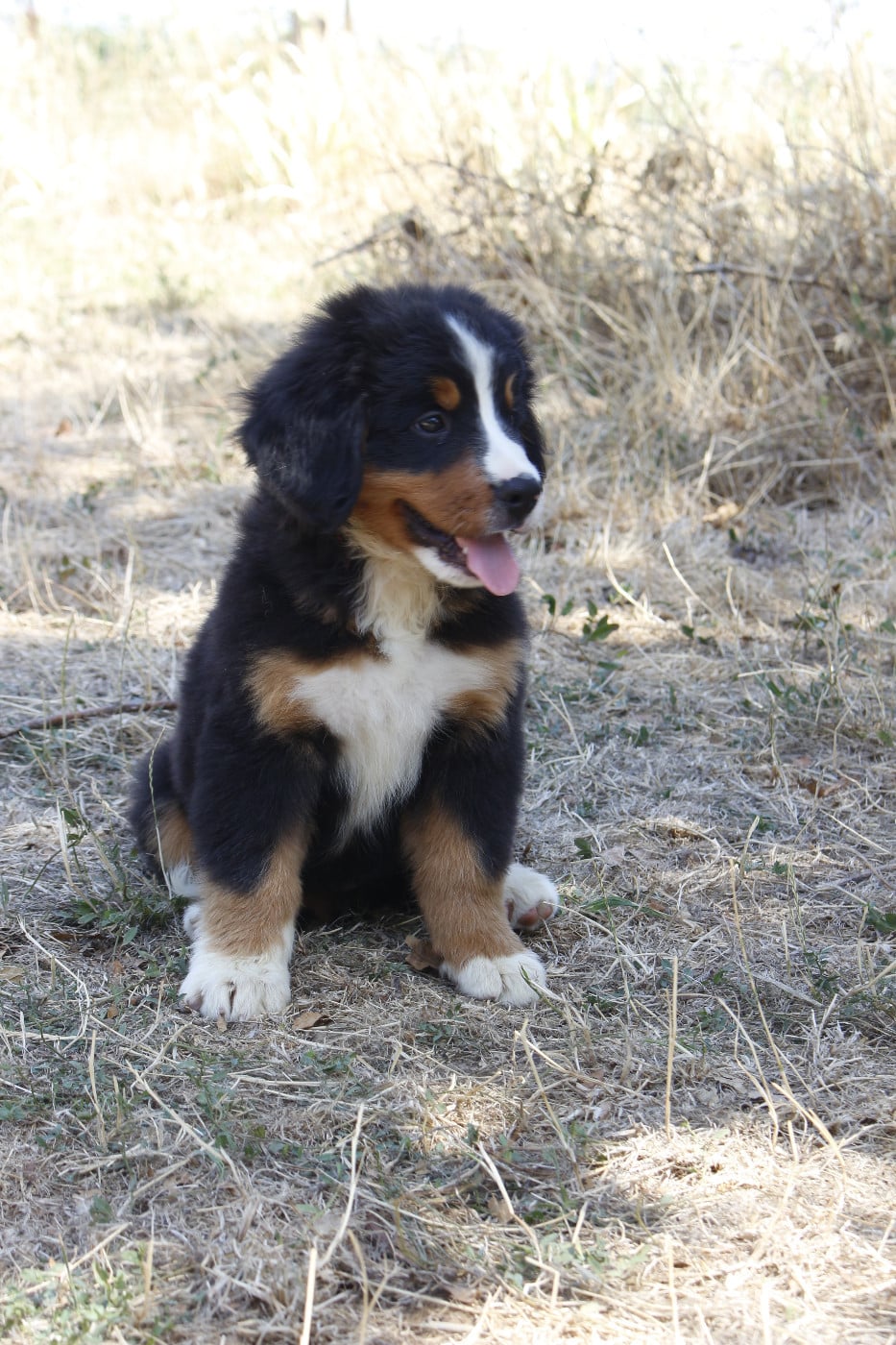 CHIOT 5
