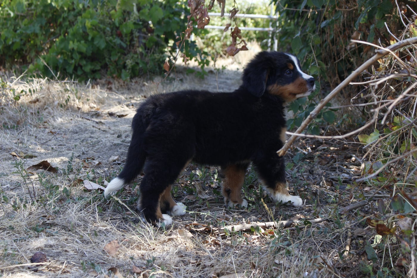 CHIOT 5