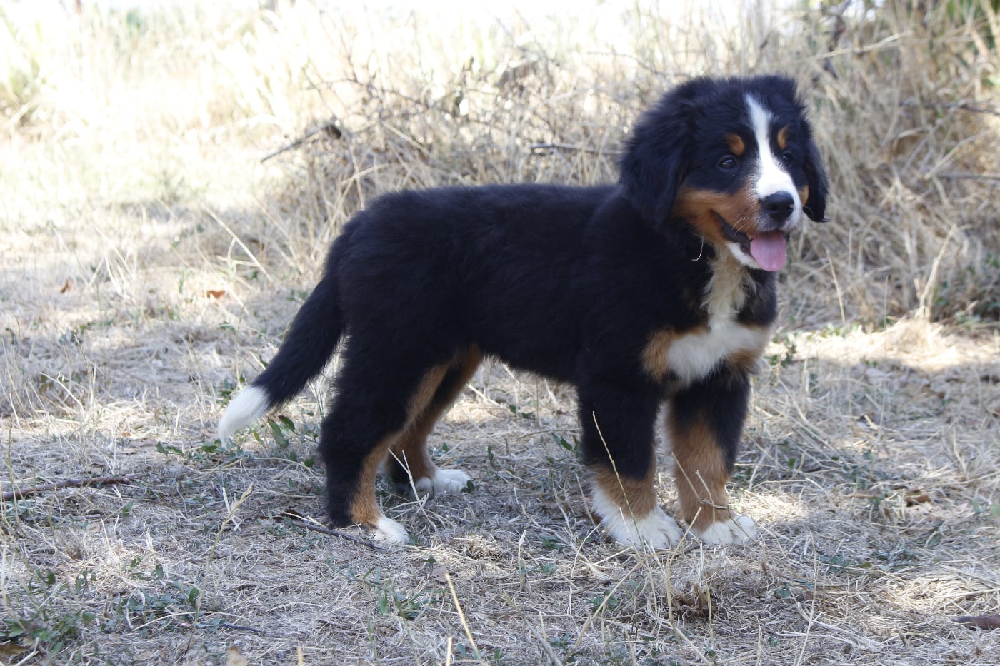 CHIOT 5