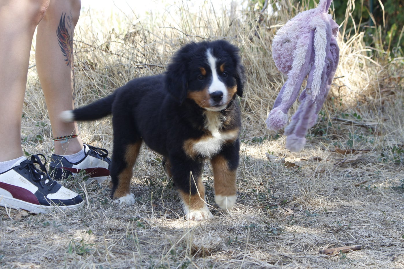 CHIOT 5