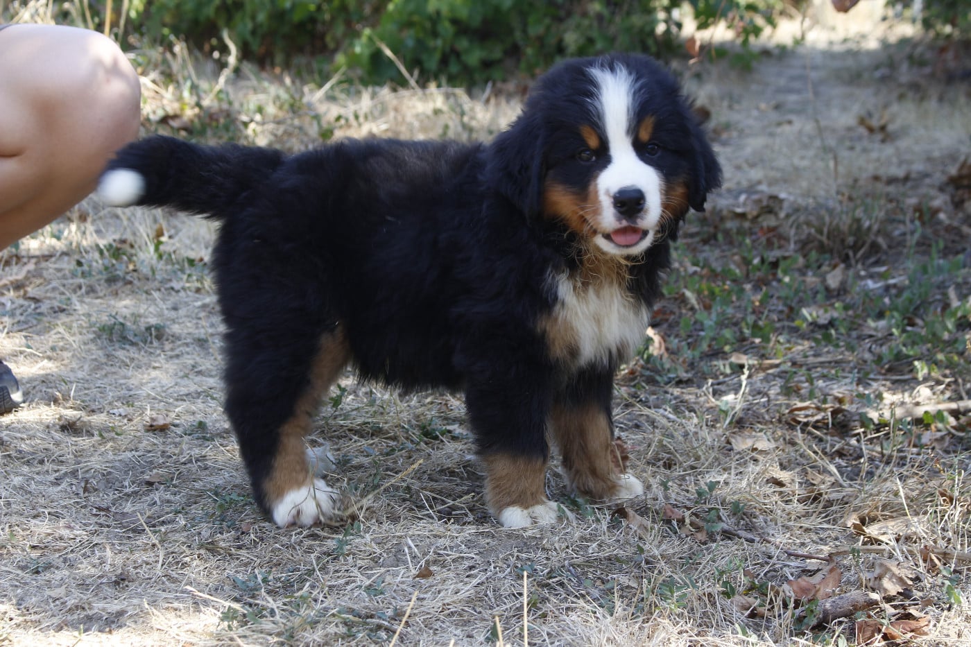 CHIOT 6