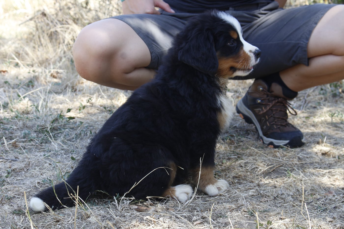 CHIOT 6