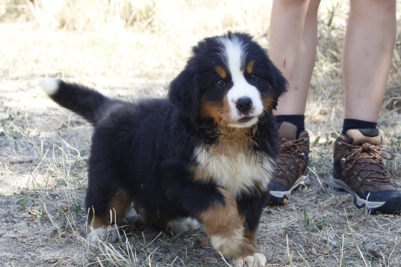 CHIOT 6