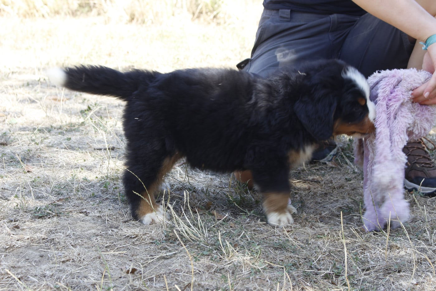 CHIOT 6