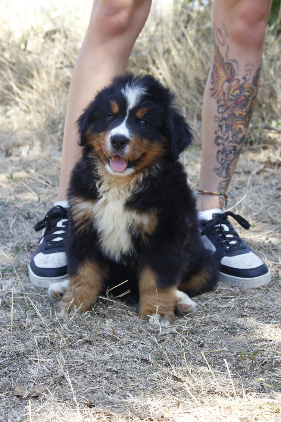 CHIOT 7