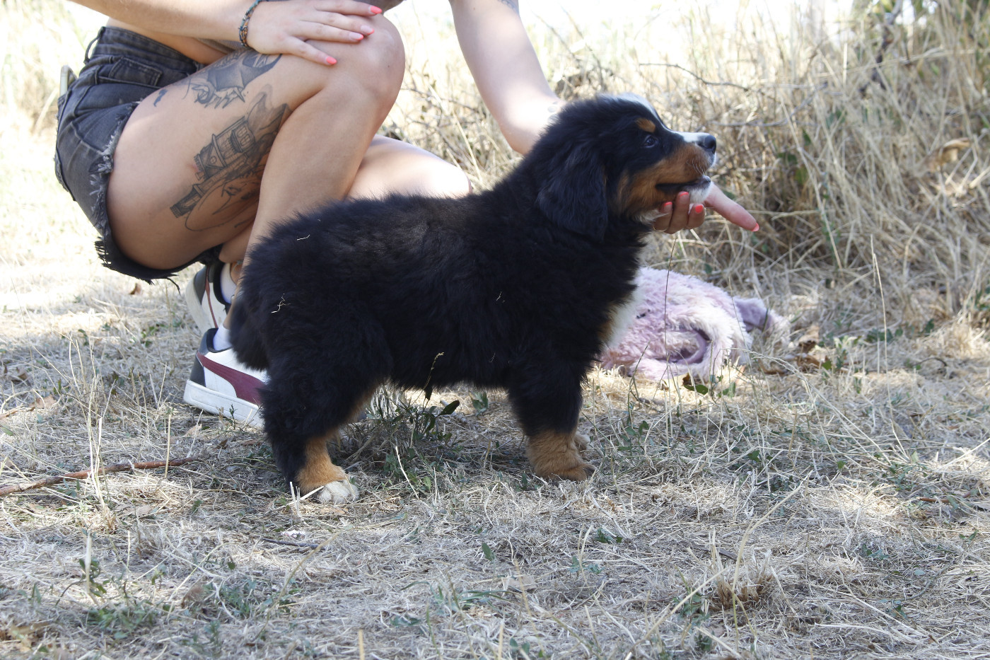 CHIOT 7