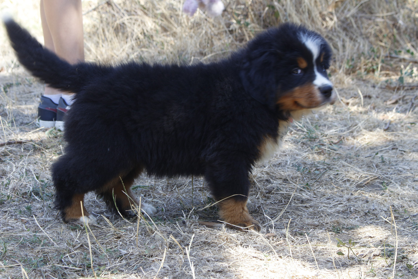 CHIOT 7