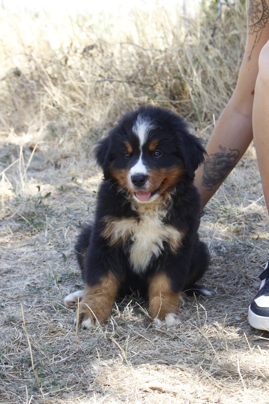 CHIOT 7