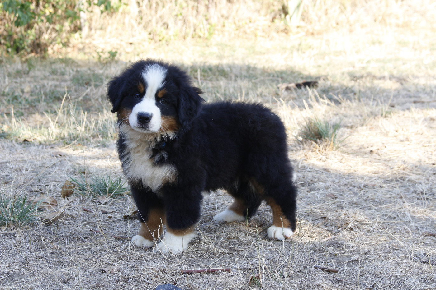CHIOT 2