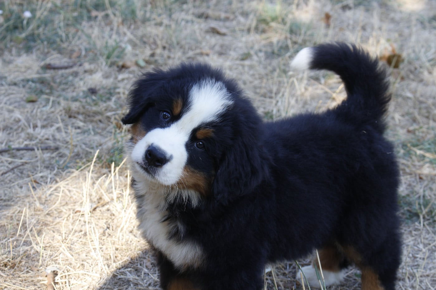 CHIOT 2