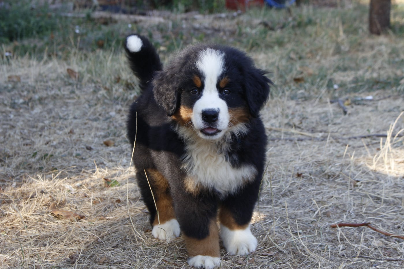 CHIOT 2