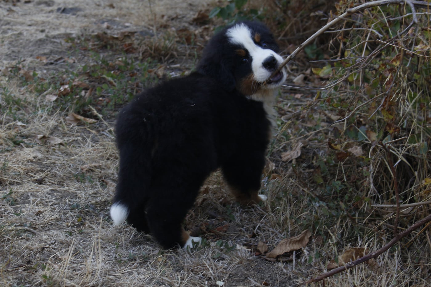 CHIOT 2