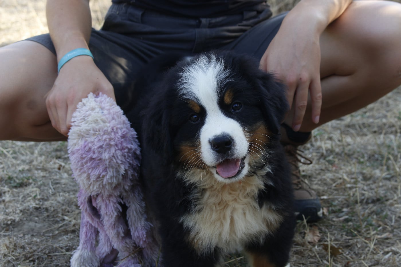 CHIOT 3