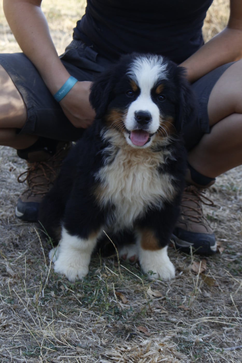 CHIOT 3