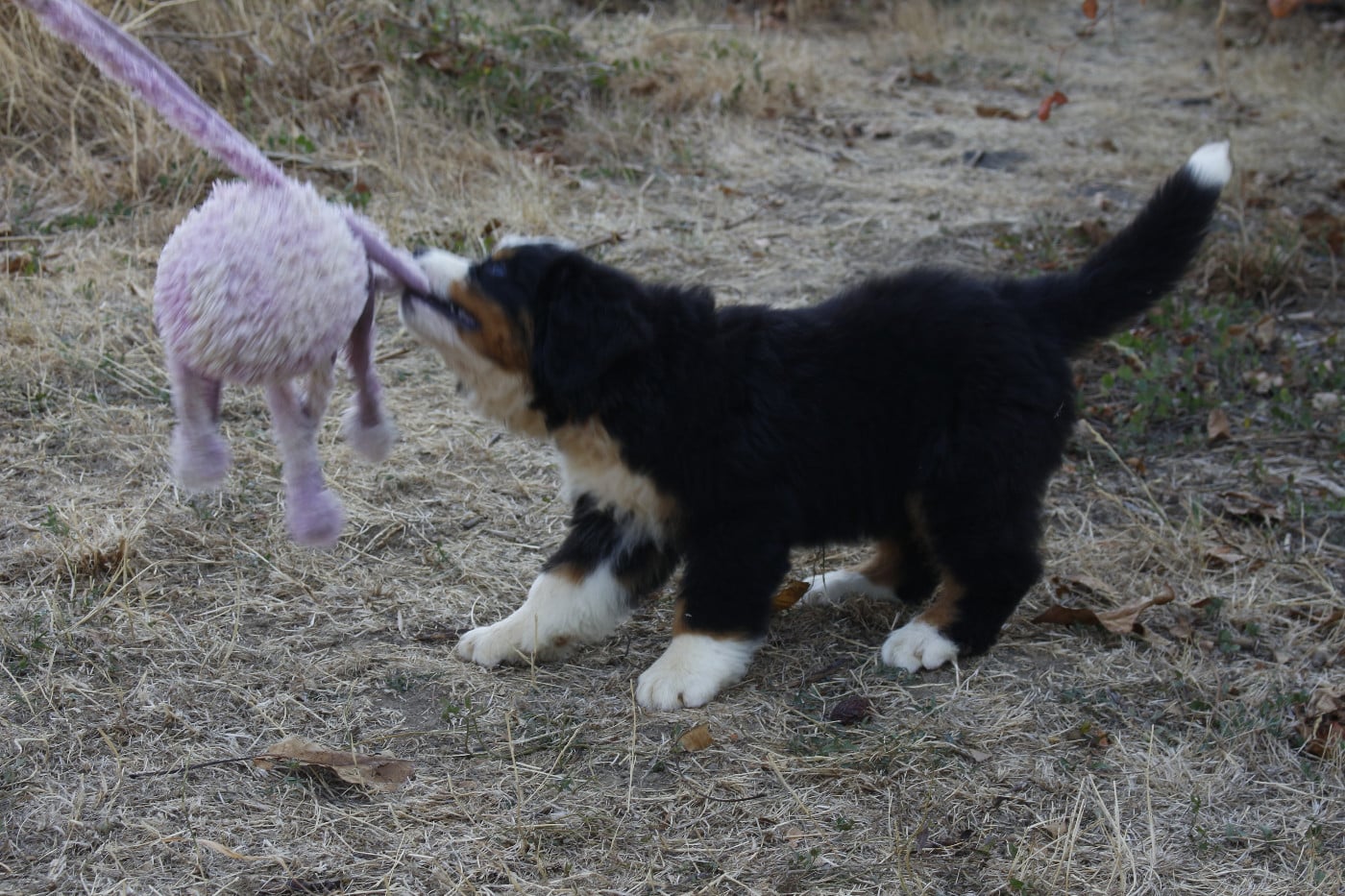 CHIOT 3