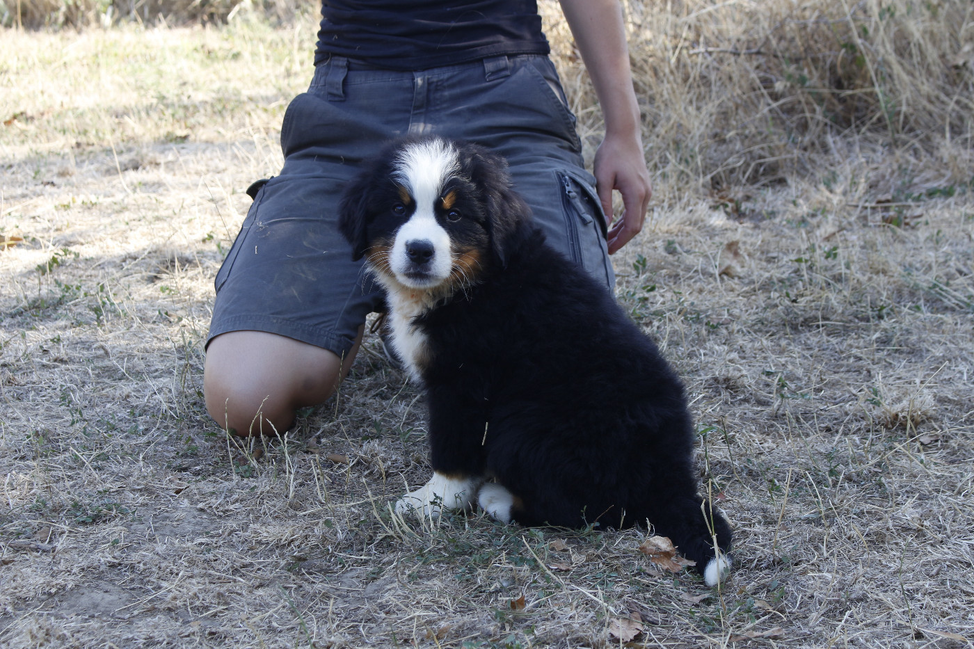 CHIOT 3