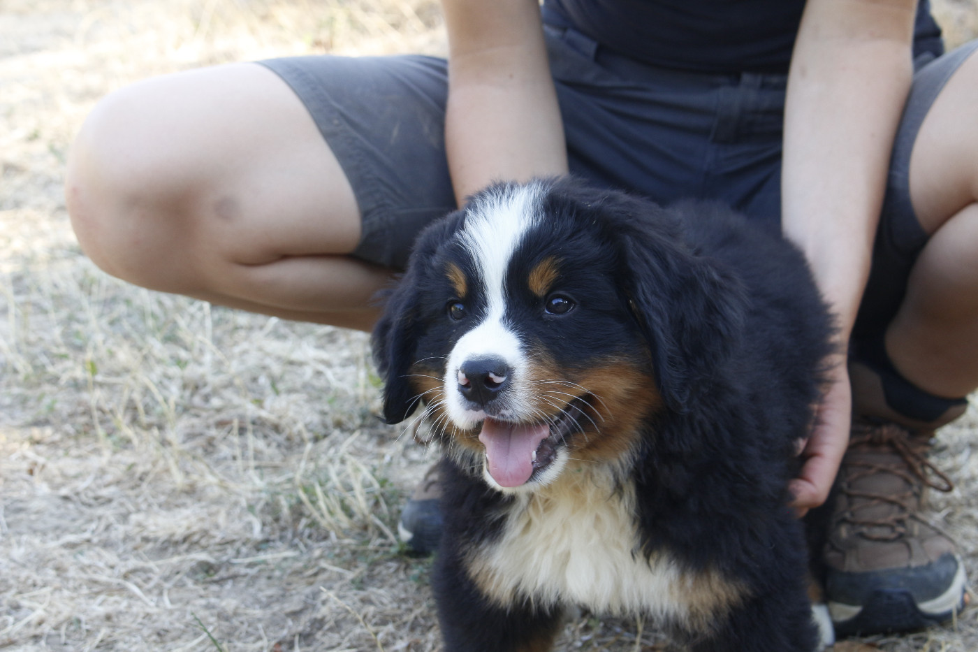 CHIOT 4