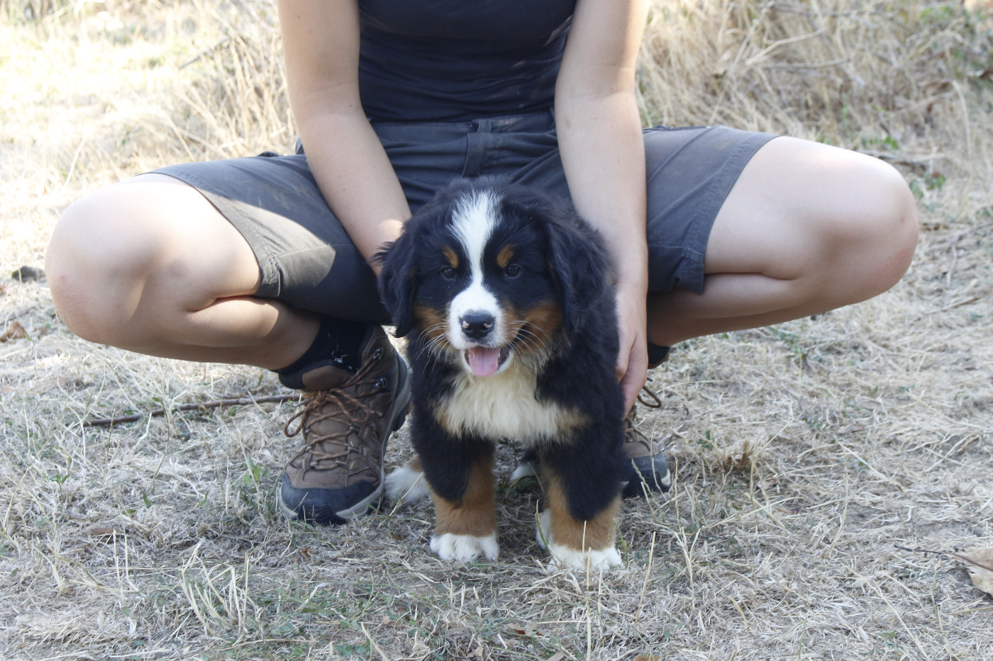 CHIOT 4