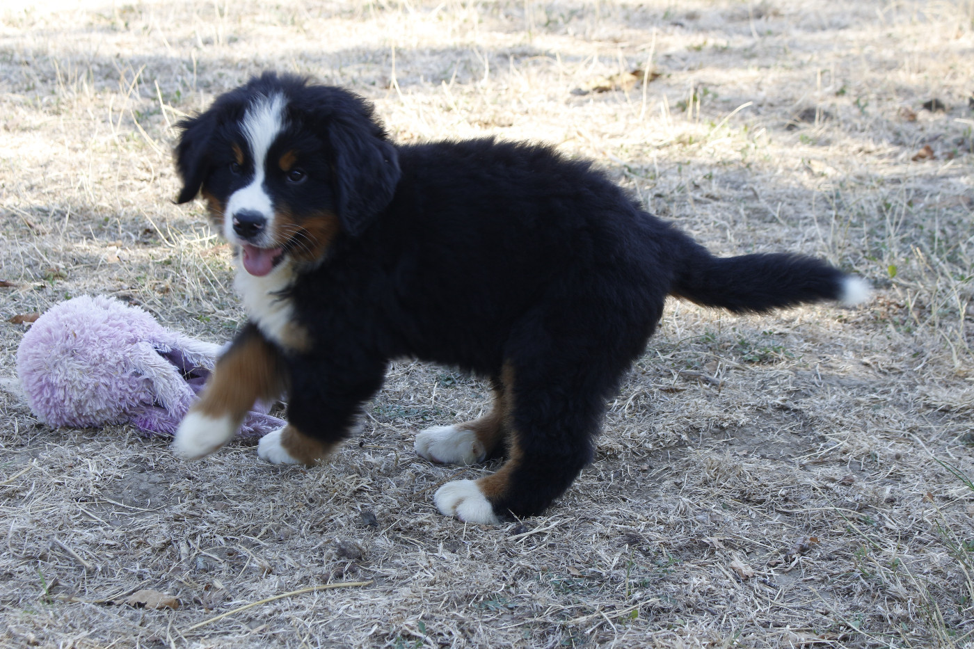 CHIOT 4