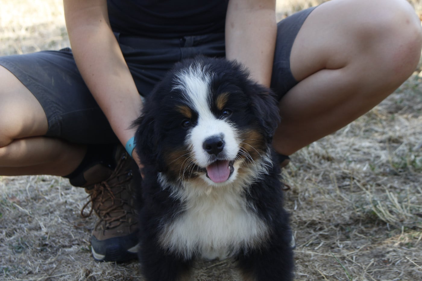 CHIOT 5
