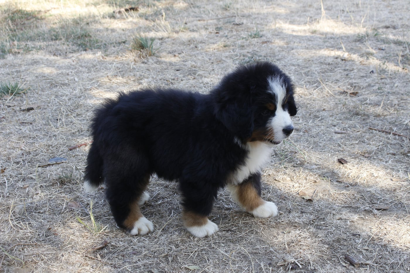 CHIOT 5